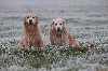  - Par -3°C ce matin en Saône et Loire, Peter et Laska