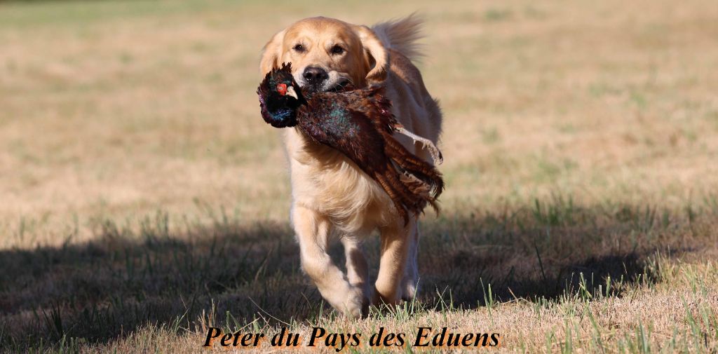 Peter Du Pays Des Eduens