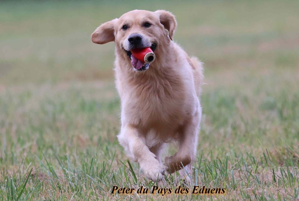 Peter Du Pays Des Eduens