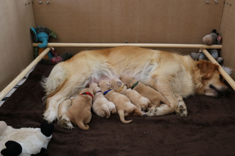 Du Pays Des Eduens - Golden Retriever - Portée née le 22/09/2015