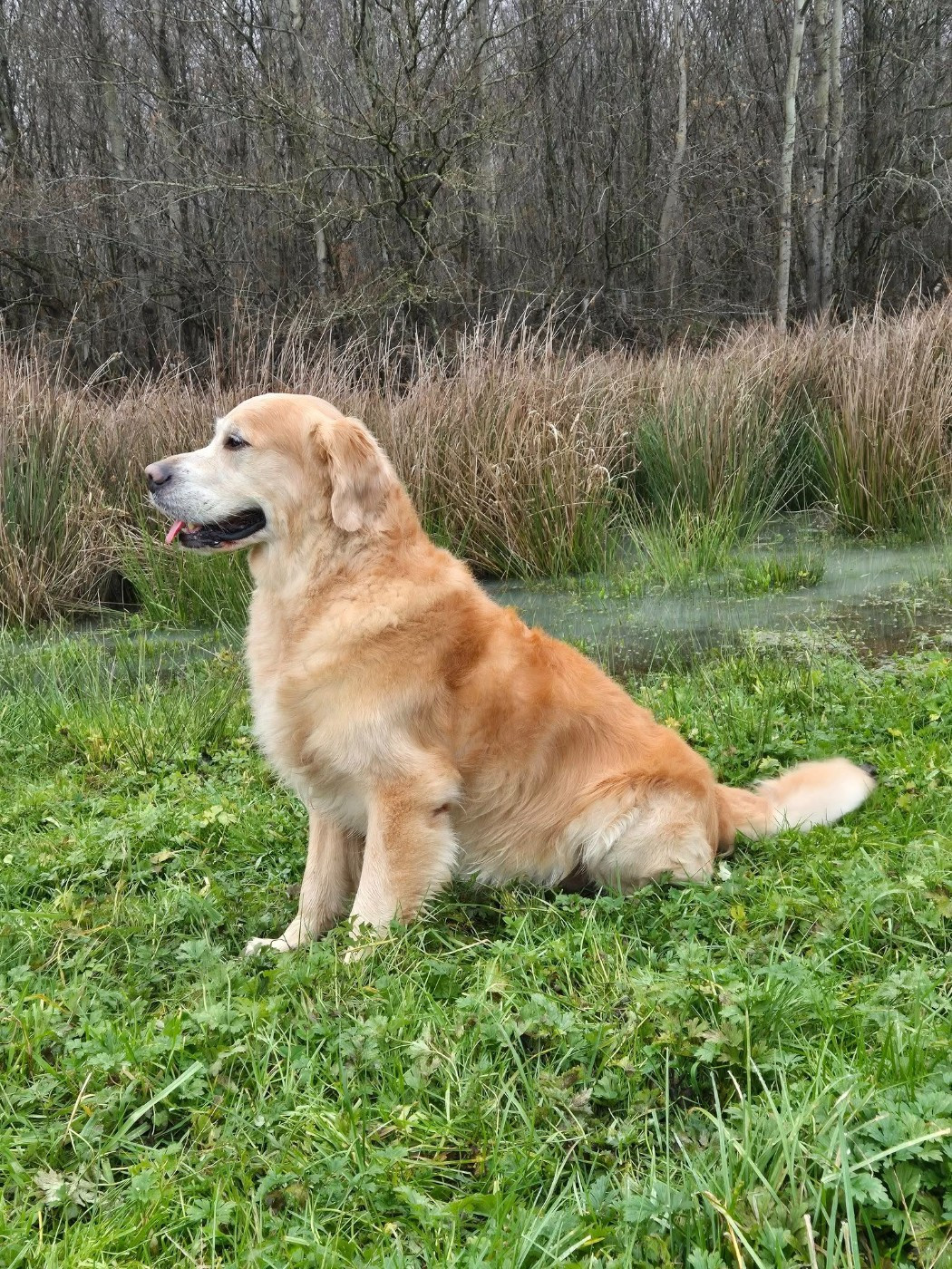 Peter du Pays des Eduens