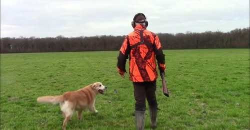 Du Pays Des Eduens - Peter du Pays des Eduens entraînement retriever (19 - 12 - 2025)