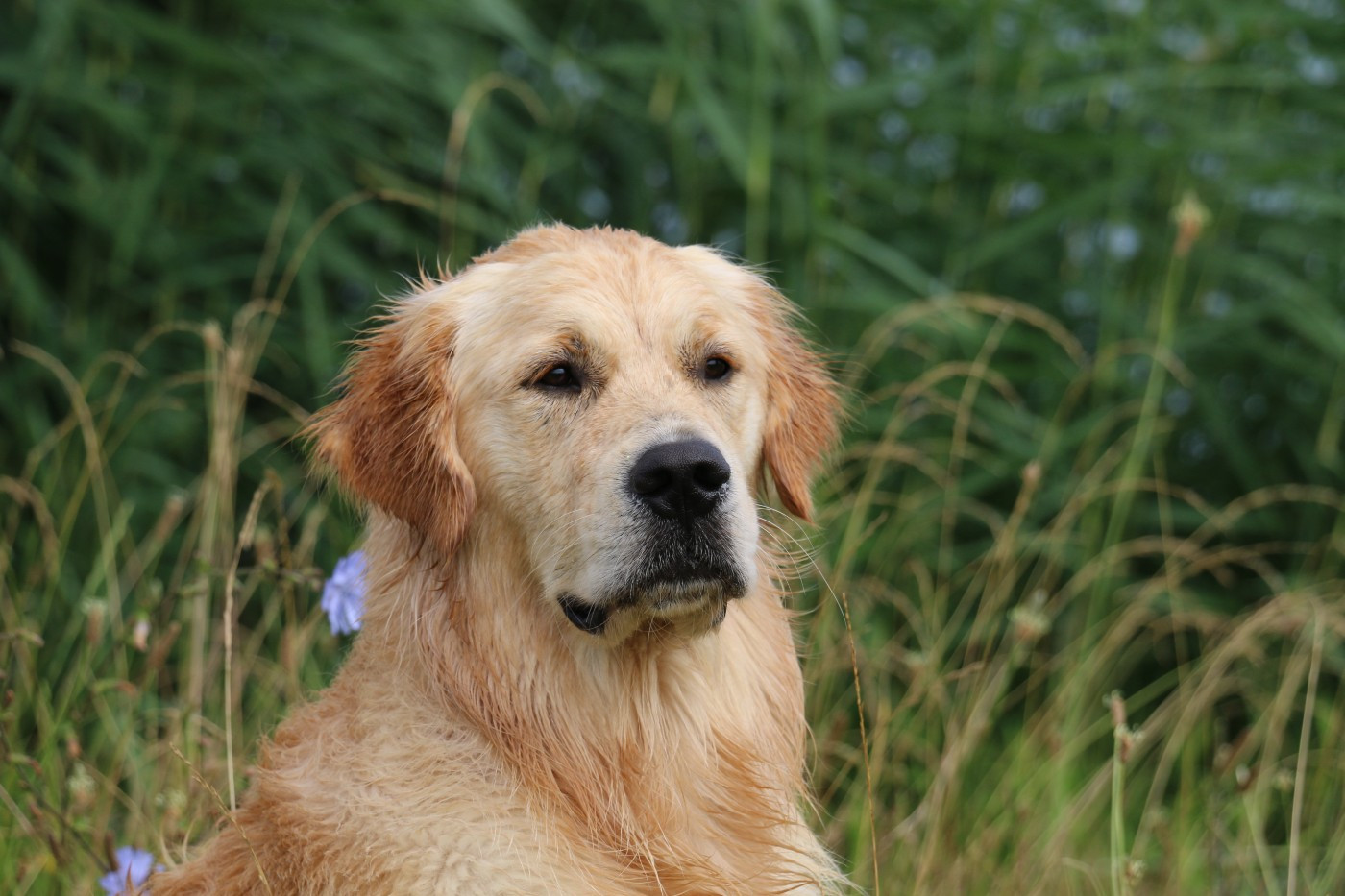 Peter du Pays des Eduens