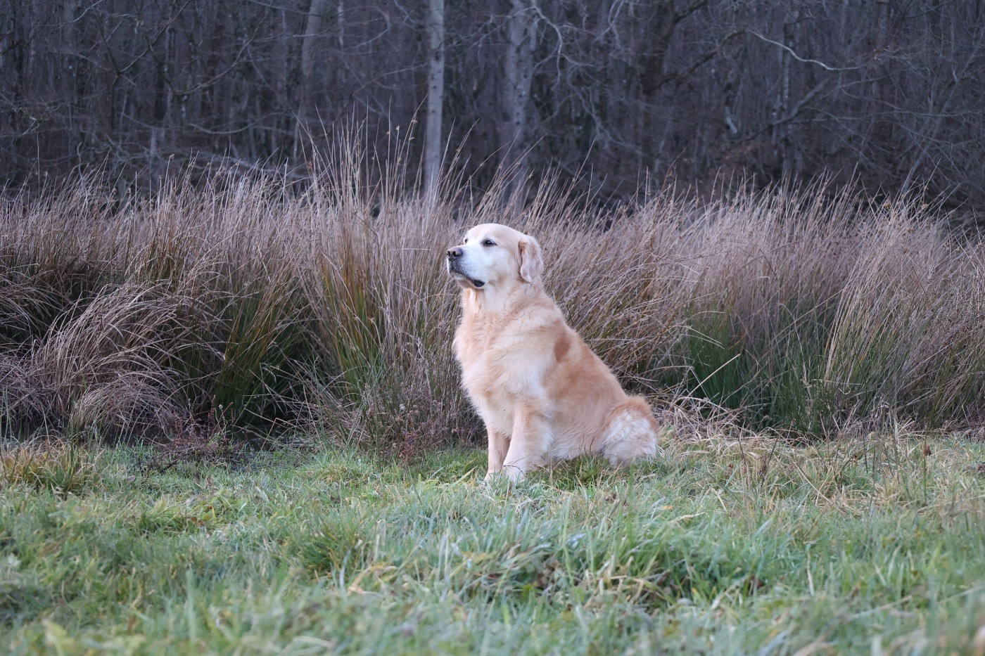Peter à la chasse au gibier d'eau ( compilation 2026 )