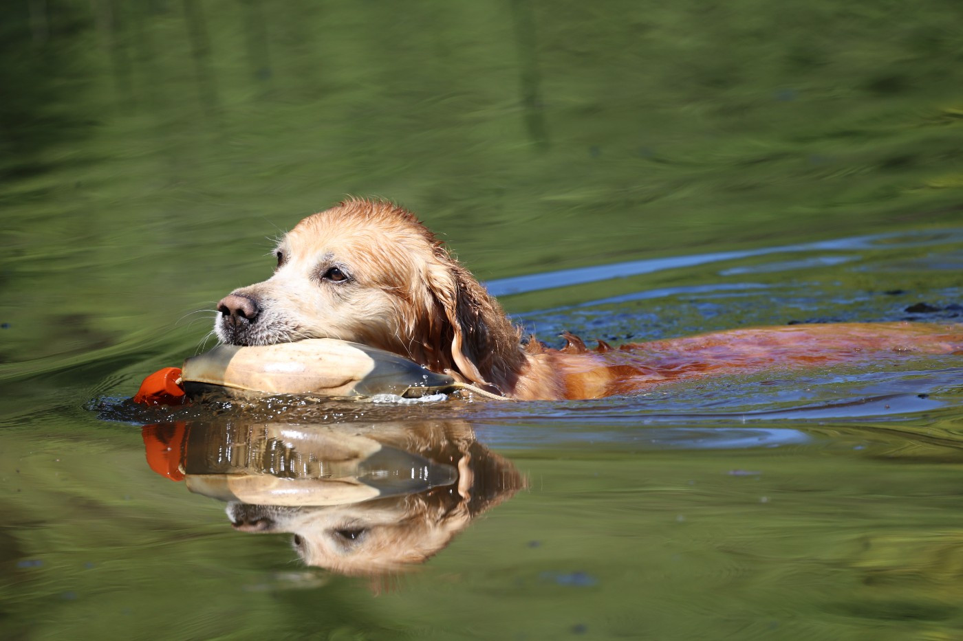 Entraînement à l'eau pour Peter et Laska Superbe biotope de Saône et Loire (15-04-2026)