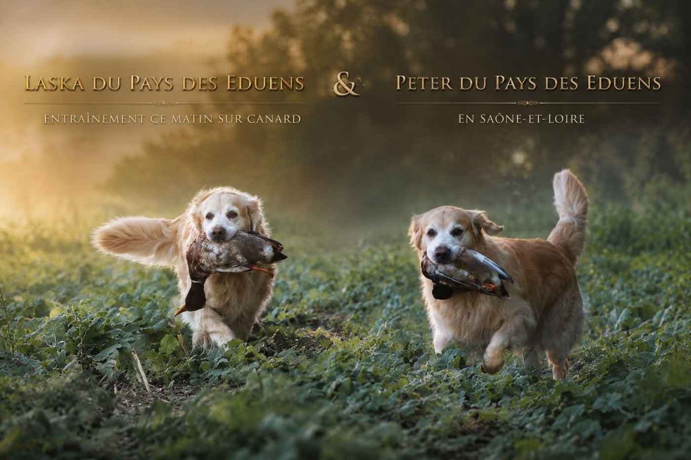 Retriever Training 71