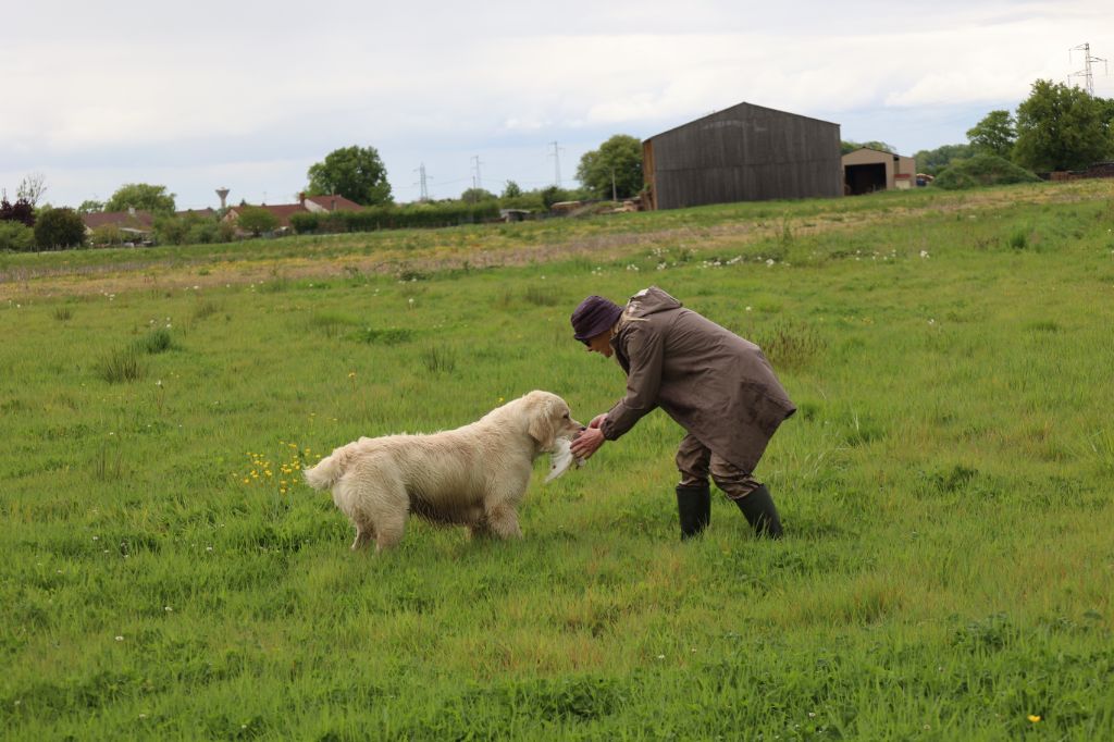 Entraînement retriever cet après-midi  TAN au programme pour Jagger   