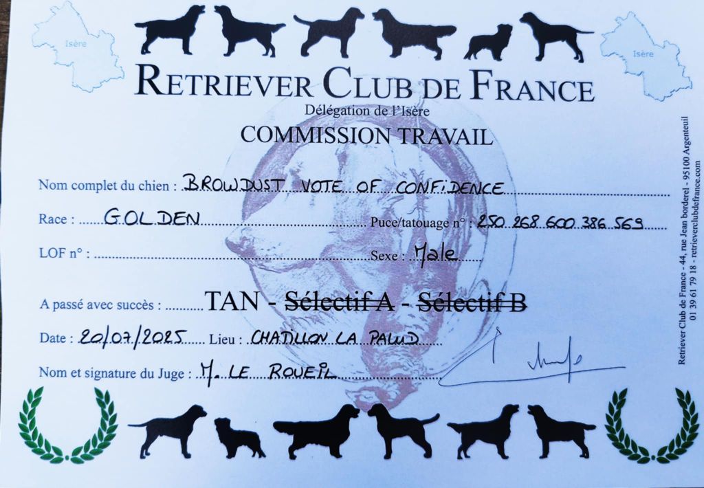 BRAVO Annie avec Jagger ( Browndust Goldens)  Le Test d'Aptitudes Natu