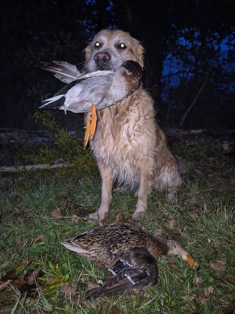 Chasse au gibier d'eau avec Peter ce soir (28/10/2025)