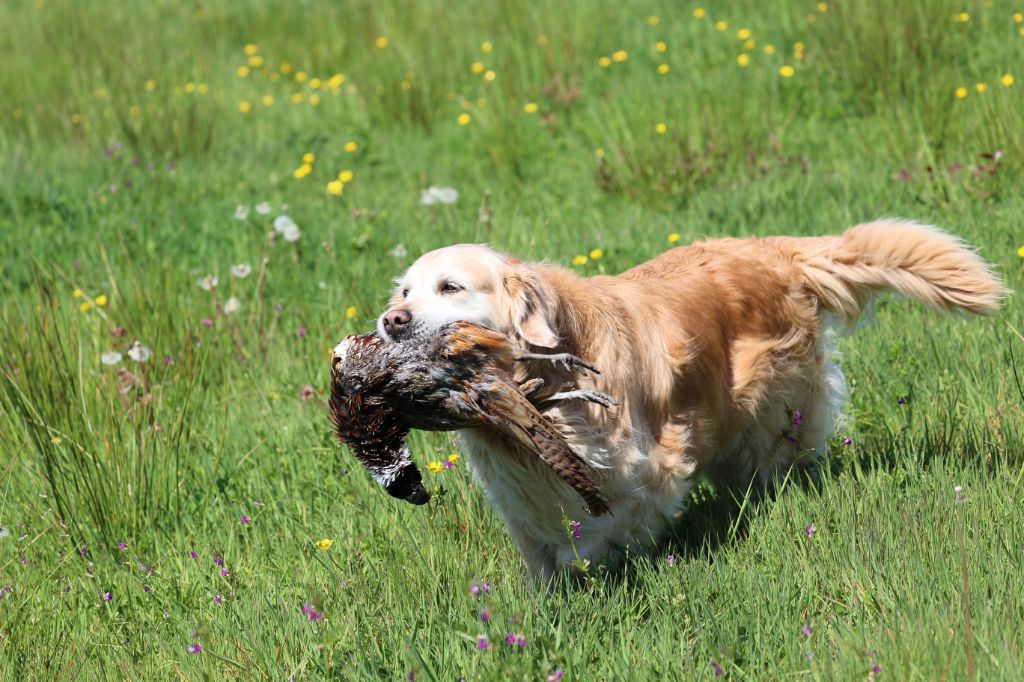 Peter et Laska , entraînement retriever (28-04-2025)