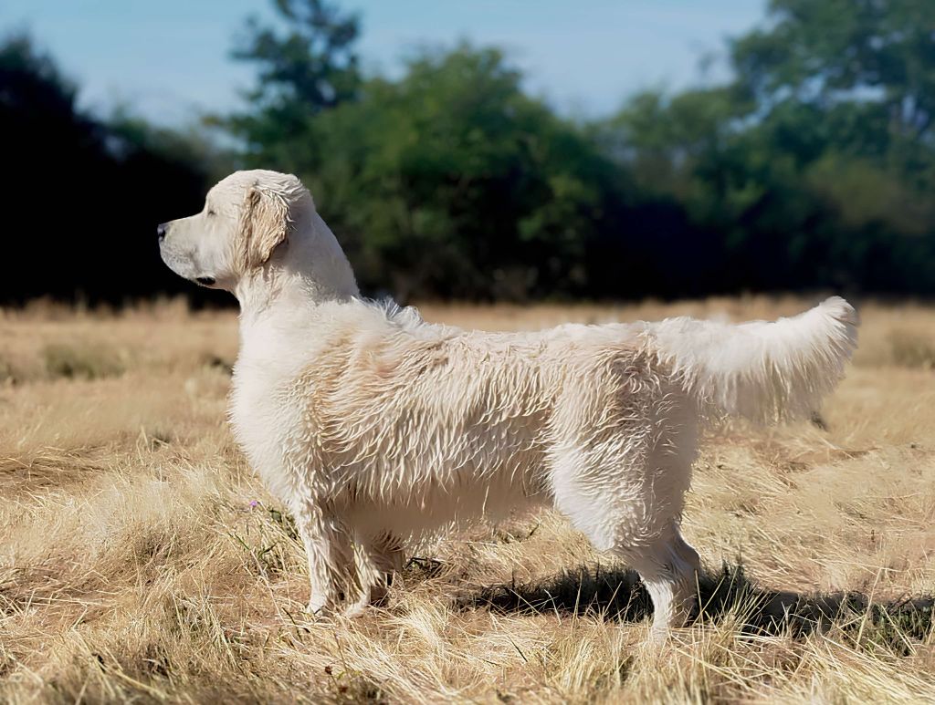 Jagger Browndust Goldens ( Le Test d'Aptitudes Naturelles)