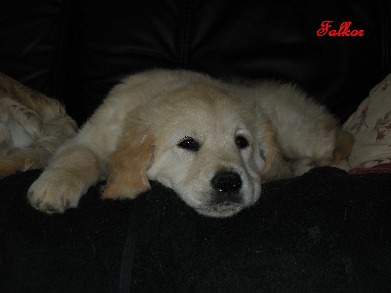 Du Pays Des Eduens - Golden Retriever - Portée née le 14/04/2010