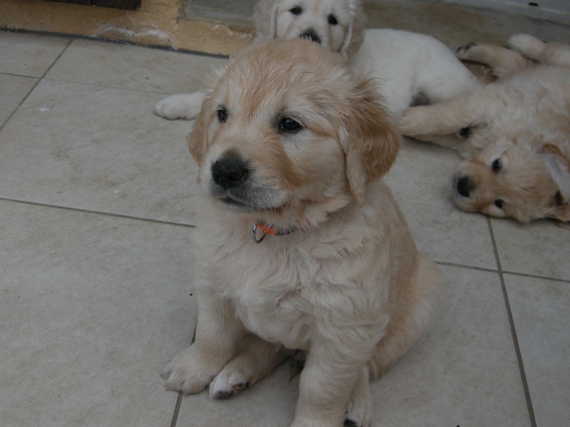Du Pays Des Eduens - Golden Retriever - Portée née le 14/04/2010